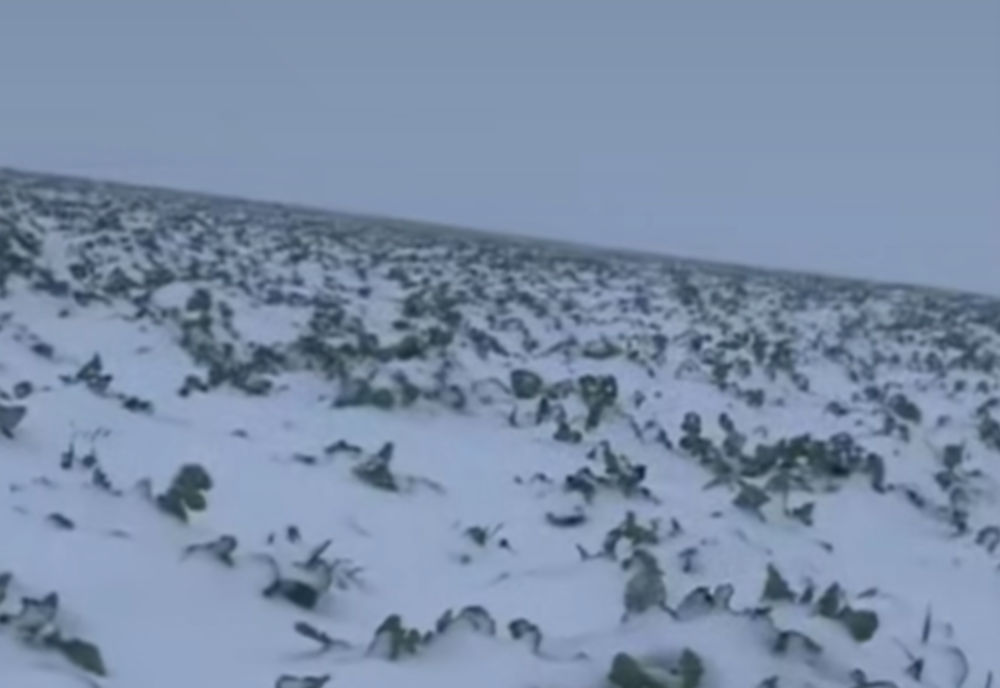 TEMPERATURILE SCĂZUTE AU PROVICAT DAUNE SEMNIFICATIVE. AGRICULTORII SE TEM DE UN ALT AN DEZASTRUOS