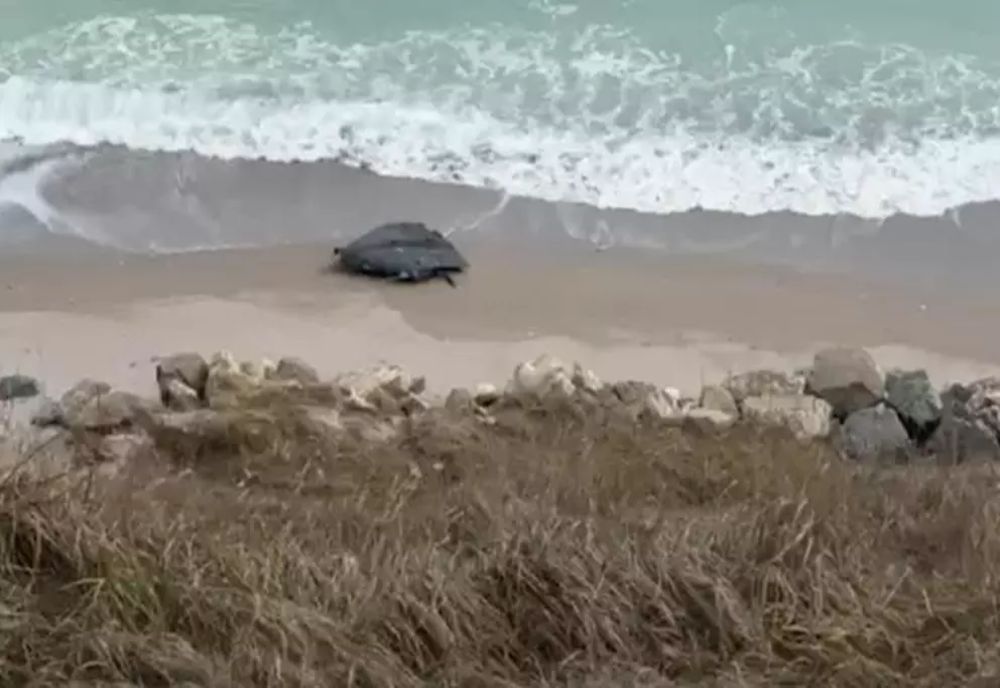 Alertă la malul mării. O dronă a fost descoperită între Tuzla și Costinești VIDEO