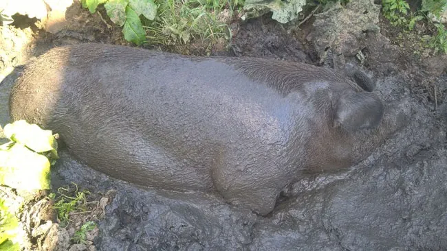 porc