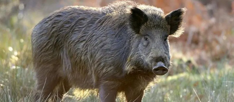 porc m