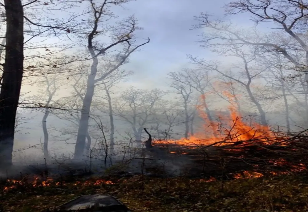 Incendiu de proporții într-o pădure apropierea localității Răstolț. Lupta pompierilor cu flăcările, mai multe ore