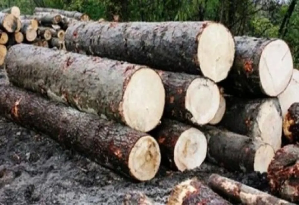 Ministrul Mediului anunță peste 200 de milioane de euro, fonduri europene, pentru industria lemnului