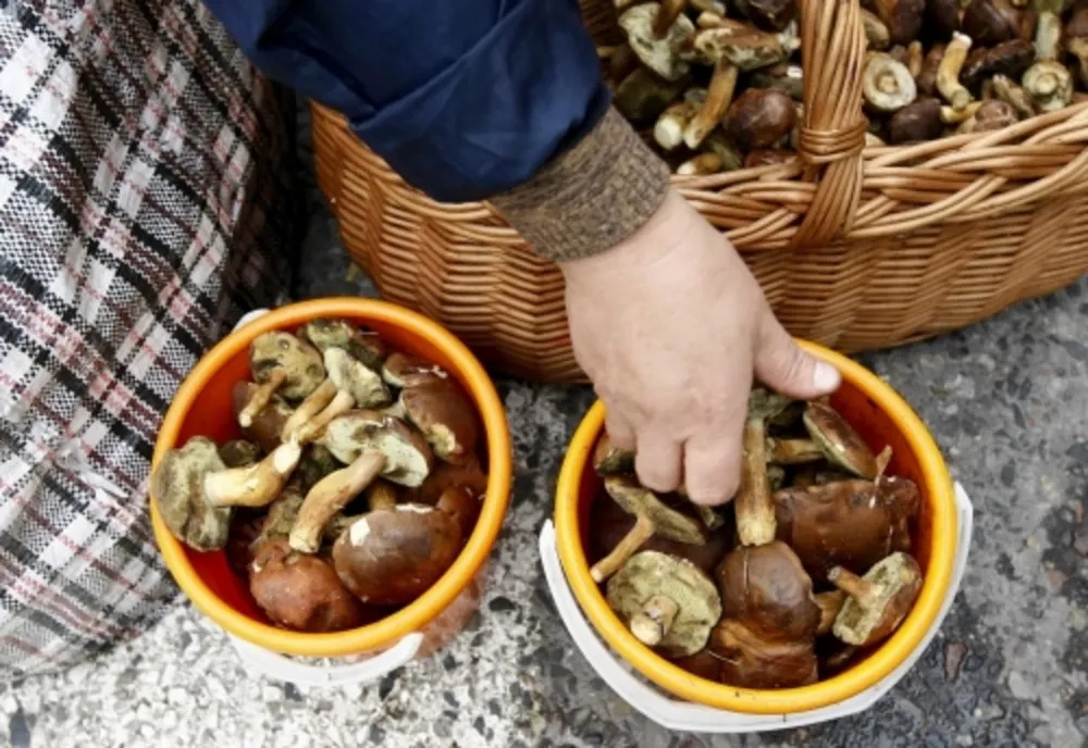 Zeci de kilograme de ciuperci confiscate de poliţişti din Jibou