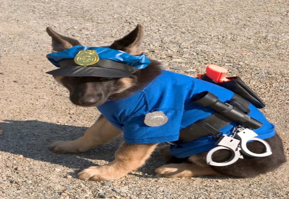 IPJ Sălaj scoate la concurs 6 posturi pentru Poliția Animalelor