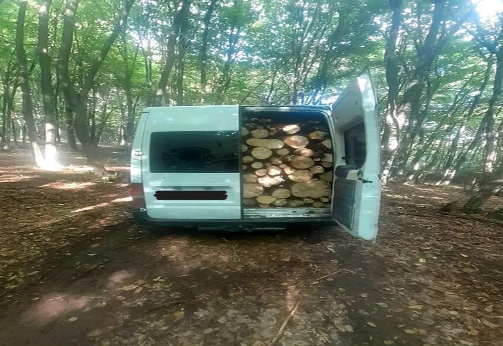 Un tânăr din Buciumi s-a ales cu dosar penal după ce a tăiat 14 arbori (FOTO)