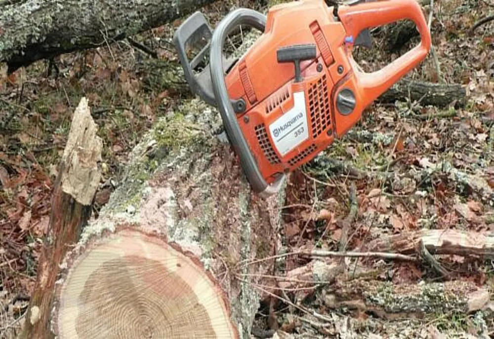 Bănuiţi de tăieri ilegale şi furt de arbori, identificaţi şi cercetaţi penal de poliţiştii sălăjeni