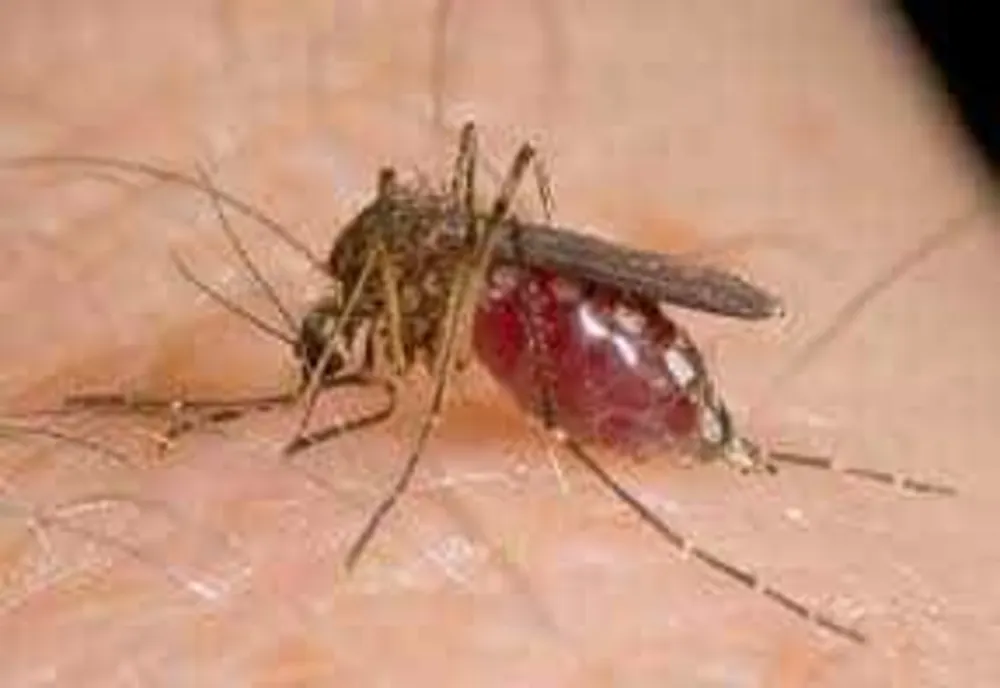 NUMĂRUL CAZURILOR DE INFECȚIE CU VIRUSUL WEST NILE A AJUNS LA OPT ÎN ROMÂNIA