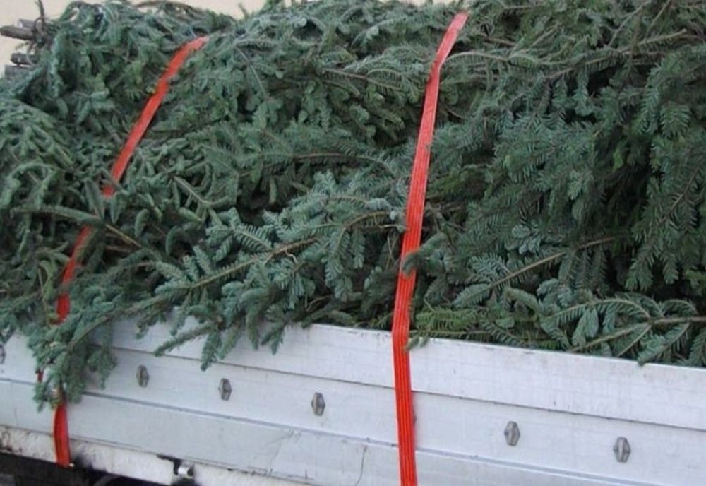 Sălăjean lăsat fără brazi de Crăciun, în Tășnad