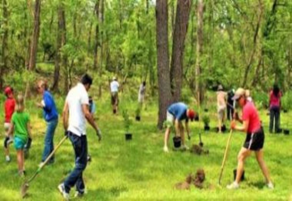 APIA primește cererile de plată a ajutorului de stat pentru împăduriri