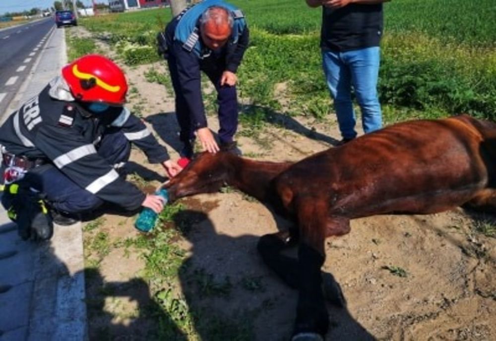 Cal, blocat într-o iesle metalică, salvat de pompieri