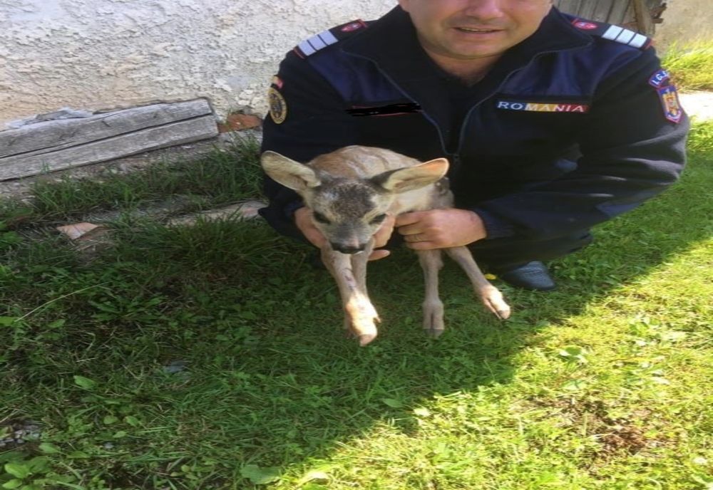 În localitatea Mesteacănu: pui de căprioară, blocat într-un gard, salvat de pompieri