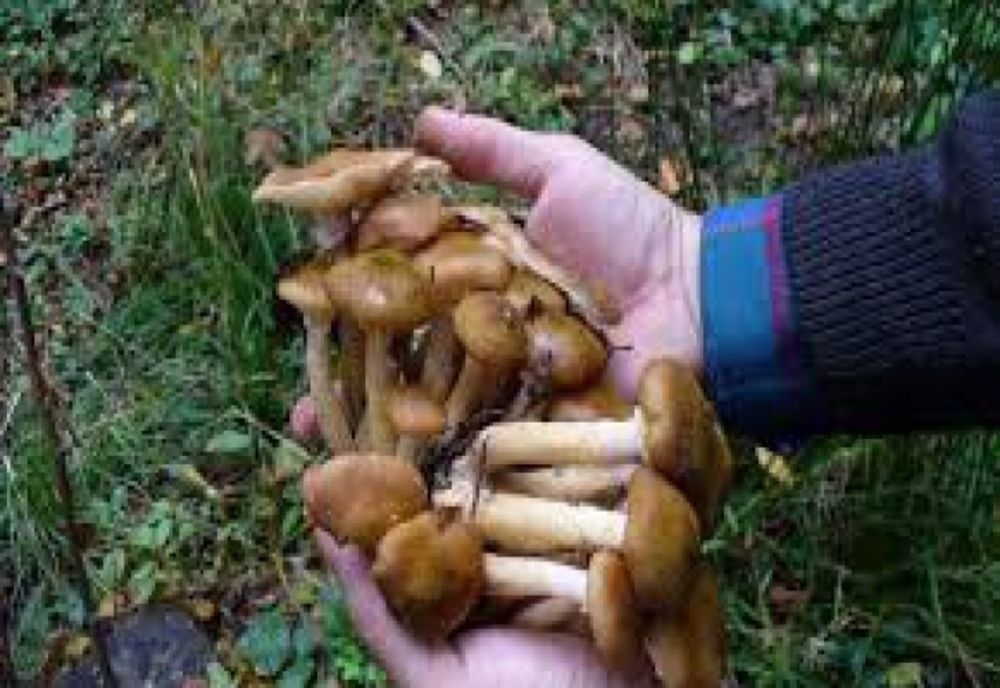 Atenție la consumul de ciuperci! Șase persoane s-au intoxicat și au ajuns la Urgențe