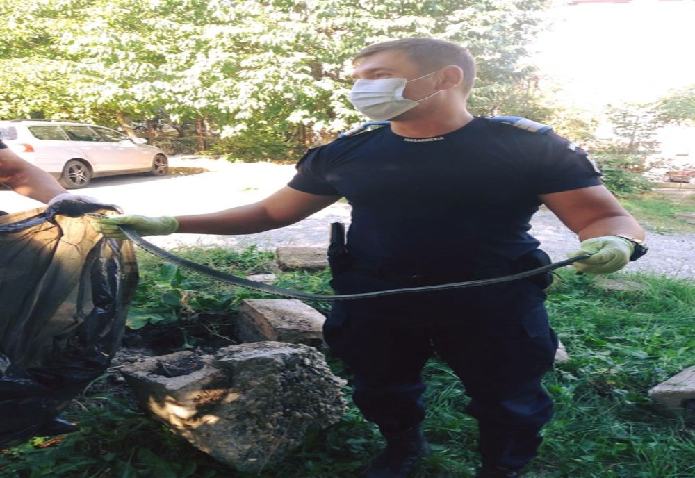 FOTO | Şarpe într-o şcoală din Zalău! Au intervenit jandarmii