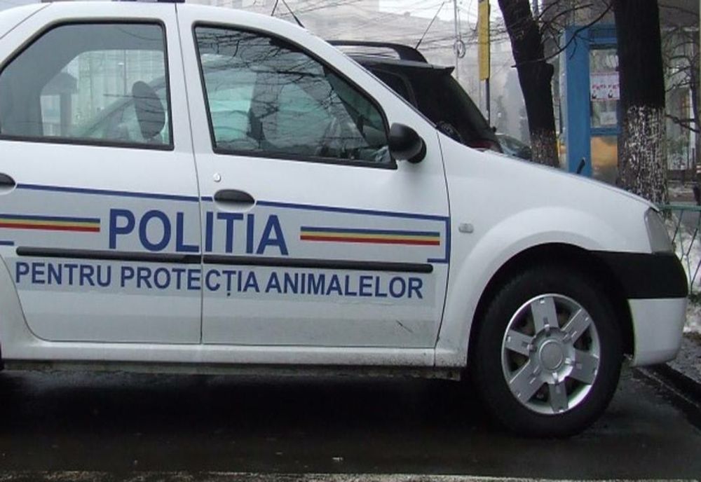 Percheziţii în Sălaj la mai multe persoane care maltratau animale