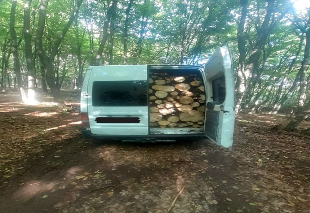 Un tânăr din Buciumi s-a ales cu dosar penal după ce a tăiat 14 arbori (FOTO)