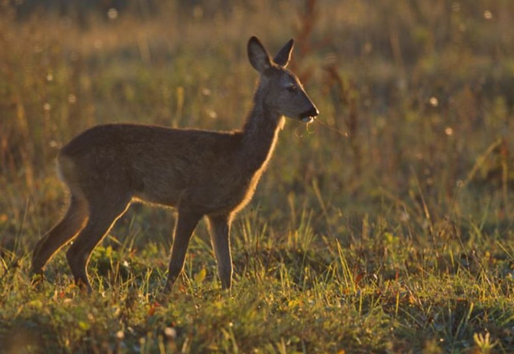 Bărbaţi din Sălaj prinşi după ce au vânat ilegal trei căpriori