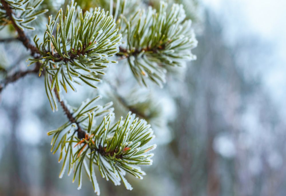 Prognoza pentru următoarele 2 săptămâni. Temperaturi oscilante până pe 6 februarie, apoi se încălzeşte