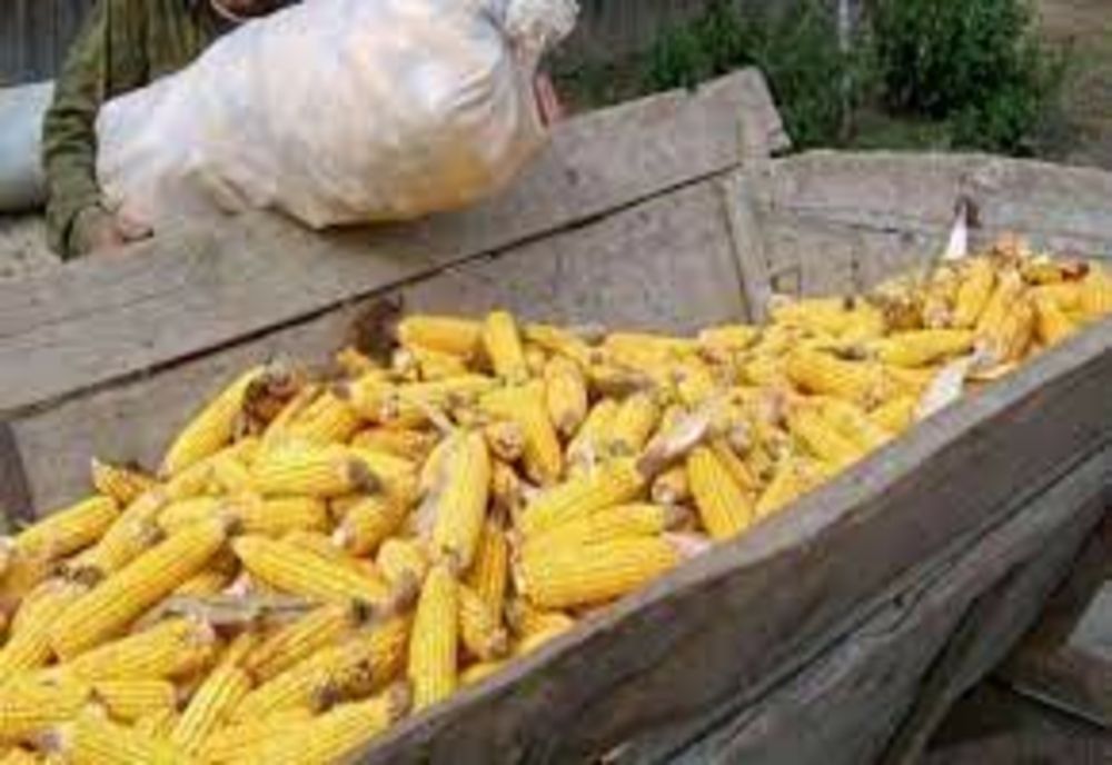 Bărbaţi din Jibou prinşi după ce au furat porumb de pe un teren agricol