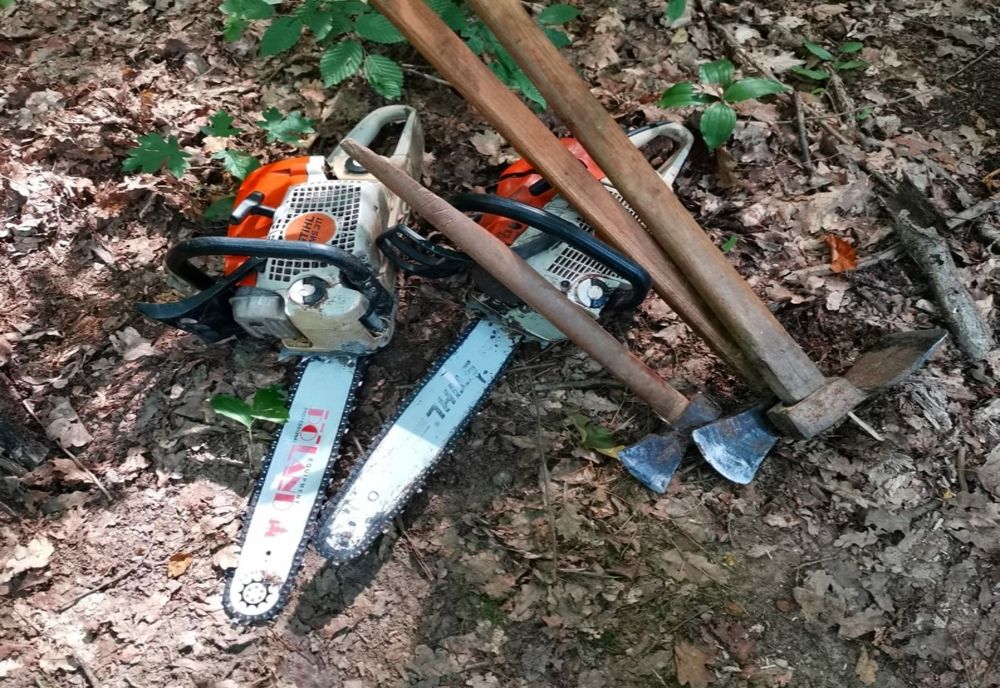 Bărbat din Buciumi cercetat de poliţişti după ce a tăiat ilegal 12 arbori