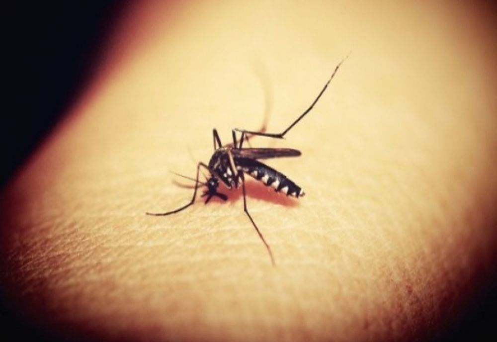 INSP: 82 de cazuri de infecție cu West Nile