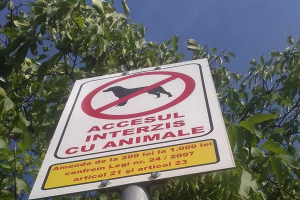 Limba noastră a fost o comoară. ''Virusul Dăncilă'' a ajuns la Zalău!