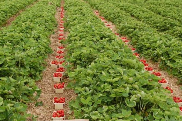 Oferte peste oferte la cules de căpșuni. Olanda oferă 9, 59 de euro pe oră