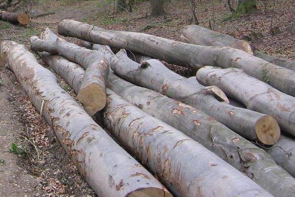 Amenzi şi lemn confiscat în Sălaj