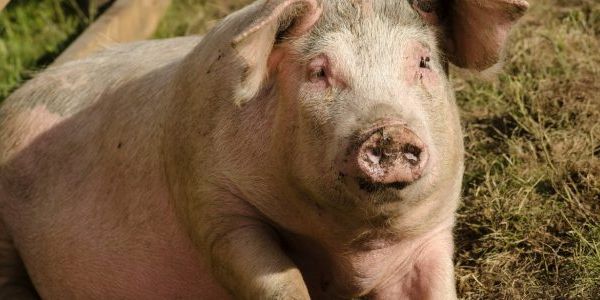 Sălajul, pe harta pestei porcine africane. Crescătorii, atenționați de Ministerul Agriculturii