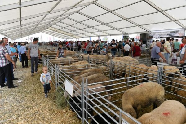 Pesta porcină africană închide târgurile în Sălaj