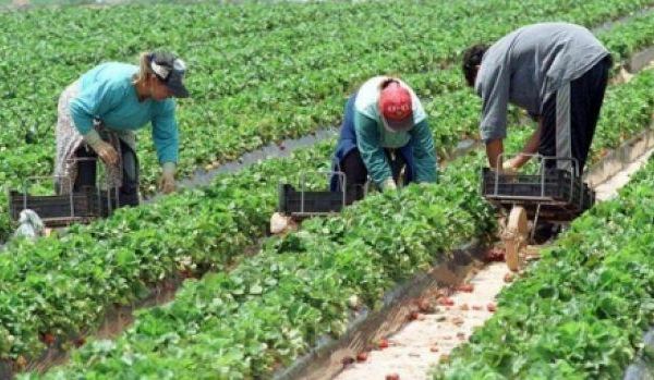 Oferte de muncă în Danemarca şi Portugalia: 200 de joburi în agricultură