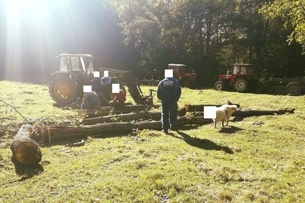 Ilegalități peste ilegalități, în pădurile Sălajului. Lemnul se taie după bunul plac