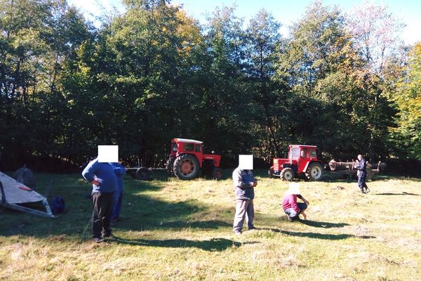 Amendați de jandarmi pentru că transportau lemne fără acte