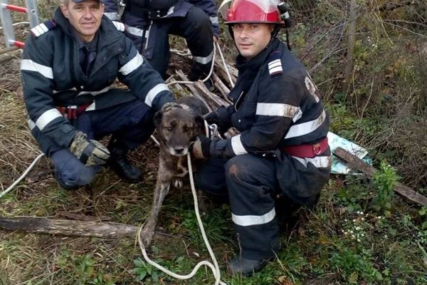 Câine căzut în fântână, salvat de pompieri