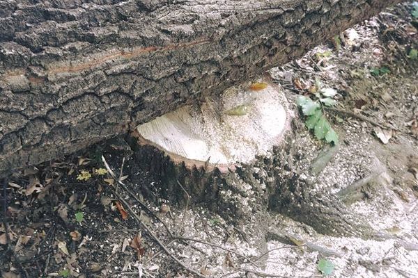 Prinşi în timp ce tăiau ilegal lemne într-o pădure din Crişeni