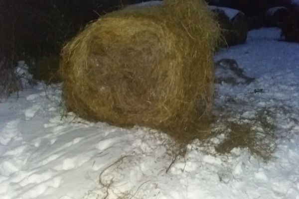 Ce se mai fură prin Sălaj: baloţi de lucernă