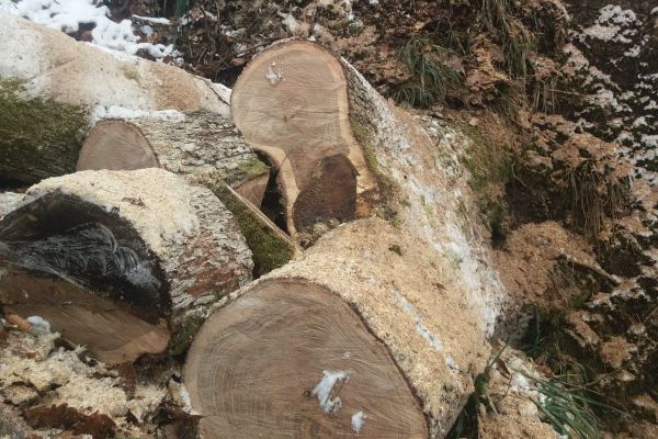 Epopeea lemnului de foc în Sălaj. Prinși de jandarmi, în timp ce tăiau ilegal lemne dintr-o pădure