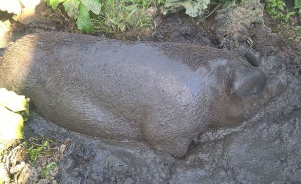 Pestă porcină într-o gospodărie din Bobota. Rezultatul pozitiv, trimis la Bucureşti pentru analiza finală