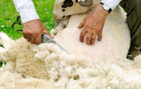 Ajutor de minimis pentru oierii care vor să vândă lâna. Fermierii, așteptați să se înscrie în program