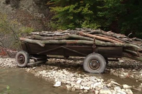 Delictele silvice, în atenţia jandarmilor. Sancţiuni de peste 24.000 de lei