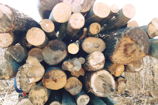 Pădurile Sălajului mor încet. Tăierile ilegale şi furturile de lemne nu se mai opresc