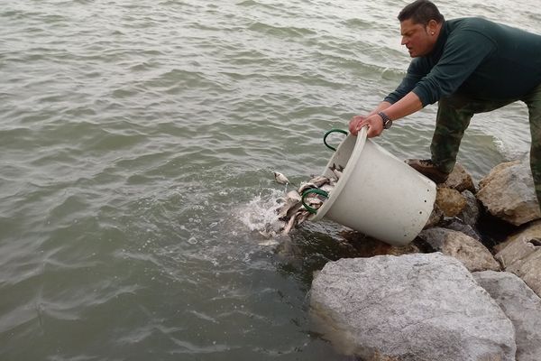 O tonă de pește, eliberată în lacul Vârșolț pentru repopulare