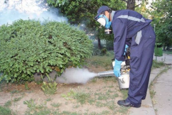 La Zalău, continuă lupta împotriva țânțarilor. O nouă acțiune de dezinsecție