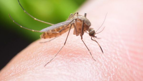 Direcţia de Sănătate Publică Sălaj informează: a început sezonul înţepăturilor de ţânţari! Sfaturi şi recomandări