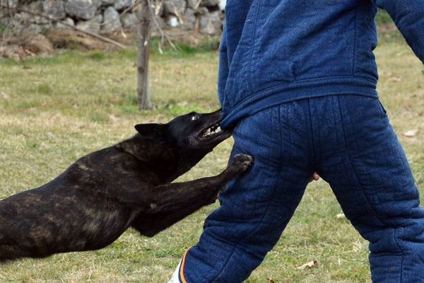 Doi bărbați, tată și fiu, mușcați de un câine. Animalul, asmuțit asupra victimelor chiar de stăpân