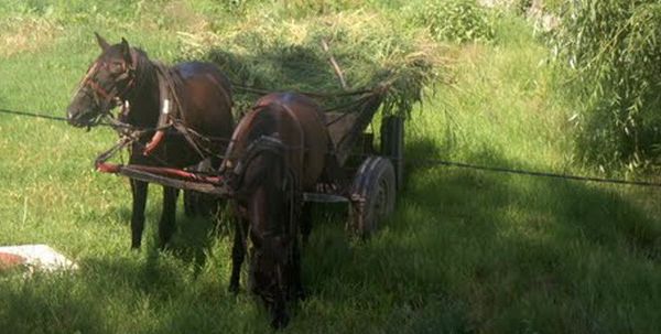 La Jibou se practică furtul cu căruţa