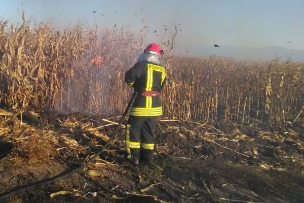Trei hectare de porumb, mistuite de flăcări într-un incendiu la Băbeni