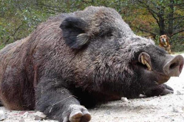 În Sălaj: peste 500 de hectare de culturi agricole, distruse de porcii mistreţi