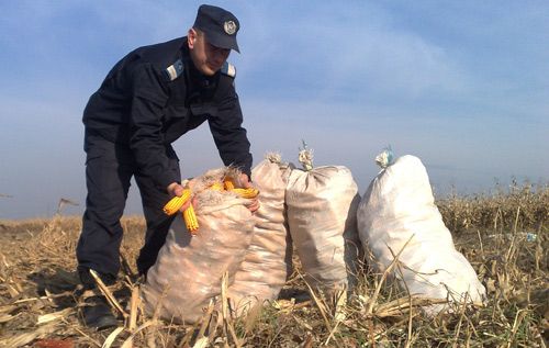 Două femei din Păușa, prinse la furat de porumb