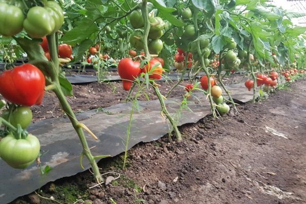 Sprijin financiar pentru sălăjenii care cultivă roşii în spaţii protejate. 3.000 de euro anual