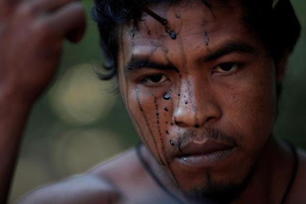 Victimele tăierilor ilegale de lemne - un fenomen global